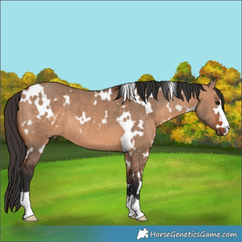 Horse Color:White Spotted Bay Dun 