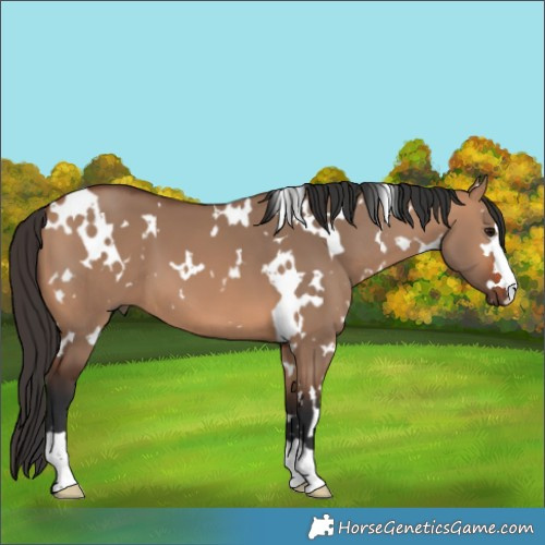 Horse Color:White Spotted Bay Dun 