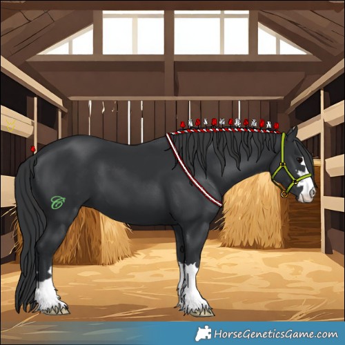 Horse Color:Black 