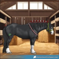 Horse Color:Black 