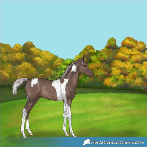 Horse Color:Silver Black Tobiano Rabicano 