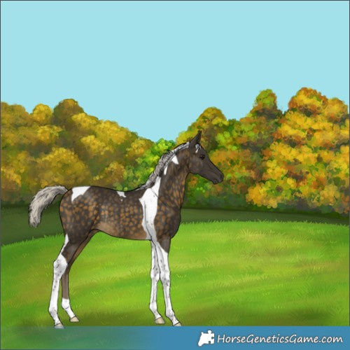 Horse Color:Silver Buckskin Tobiano Rabicano 