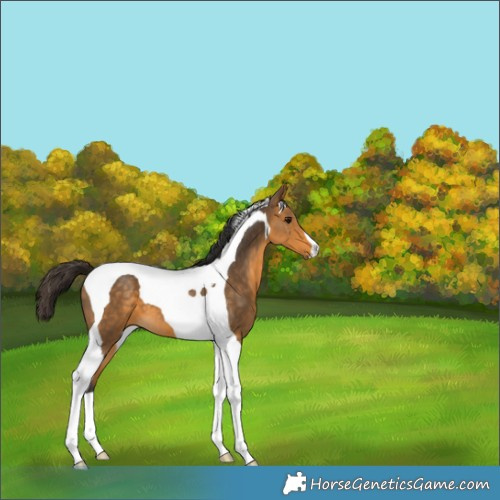 Horse Color:Buckskin Tobiano 