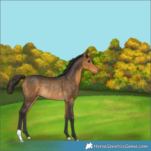 Horse Color:Buckskin Rabicano 