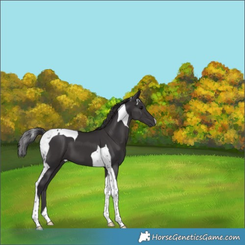 Horse Color:Smoky Black Tobiano 