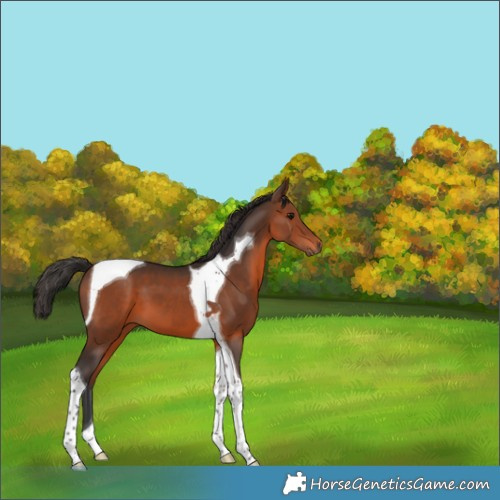 Horse Color:Brown Tobiano 