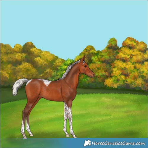Horse Color:Silver Bay Tobiano Rabicano 