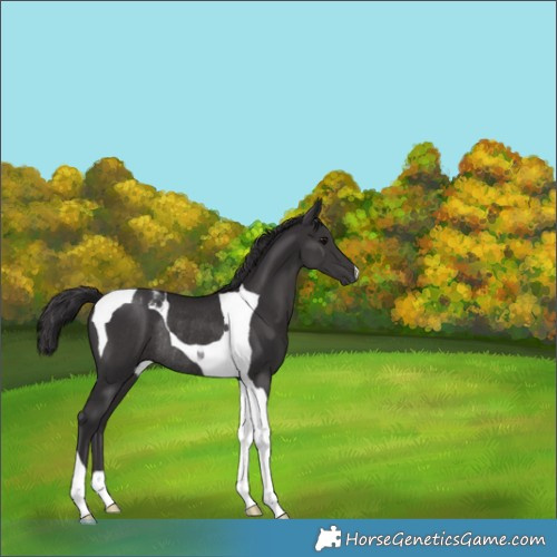 Horse Color:Smoky Black Tobiano Rabicano 