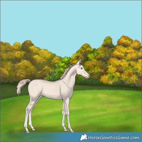 Horse Color:Perlino 