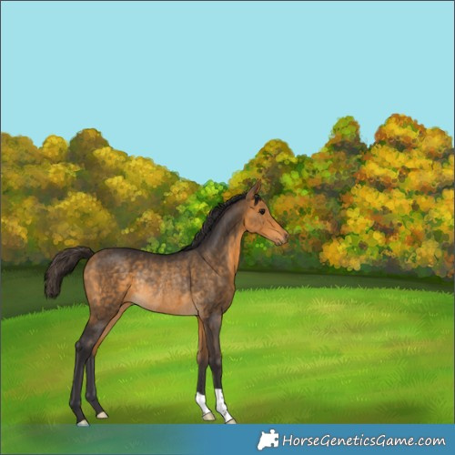 Horse Color:Buckskin Rabicano 