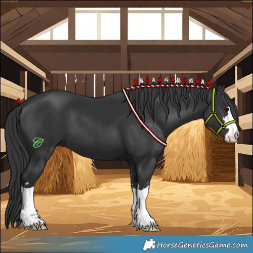 Horse Color:Black 