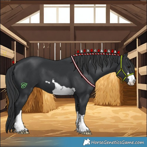 Horse Color:Black 