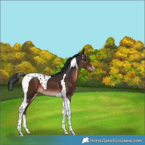 Horse Color:Brown Mushroom Tobiano 