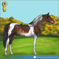 Horse Color:Brown Tobiano 