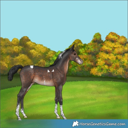 Horse Color:Brown Sabino Tobiano 