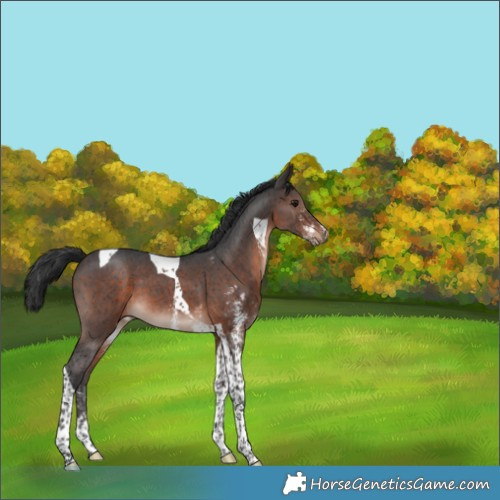 Horse Color:Brown Mushroom Sabino Tobiano 