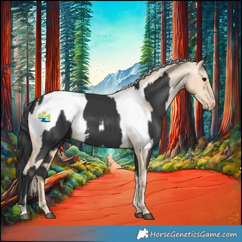 Horse Color:Black  and Palomino Pearl Appaloosa 