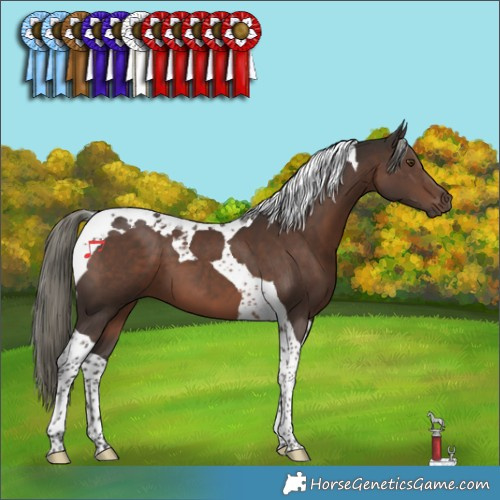 Horse Color:Liver Chestnut Mushroom Tobiano 