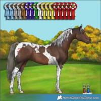 Horse Color:Liver Chestnut Mushroom Tobiano 