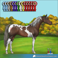 Horse Color:Liver Chestnut Mushroom Tobiano 