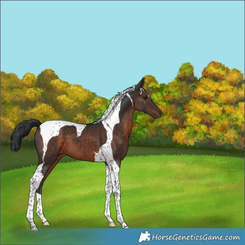 Horse Color:Brown Tobiano 
