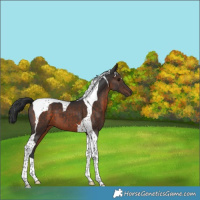Horse Color:Brown Tobiano 
