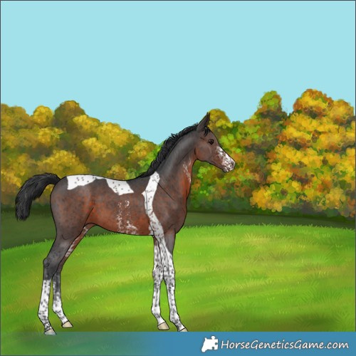 Horse Color:Brown Sabino Tobiano 