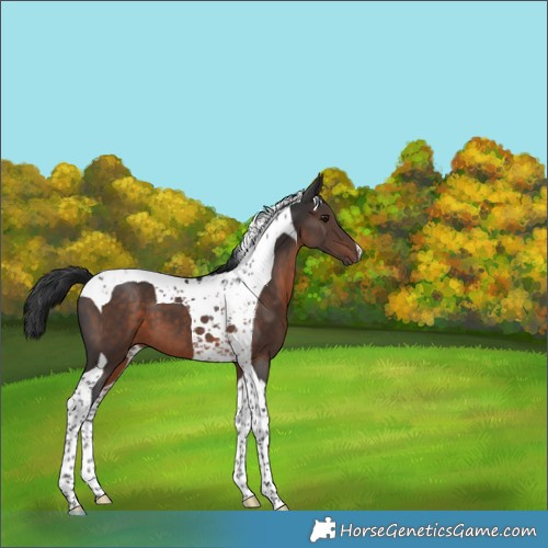 Horse Color:Brown Mushroom Tobiano 