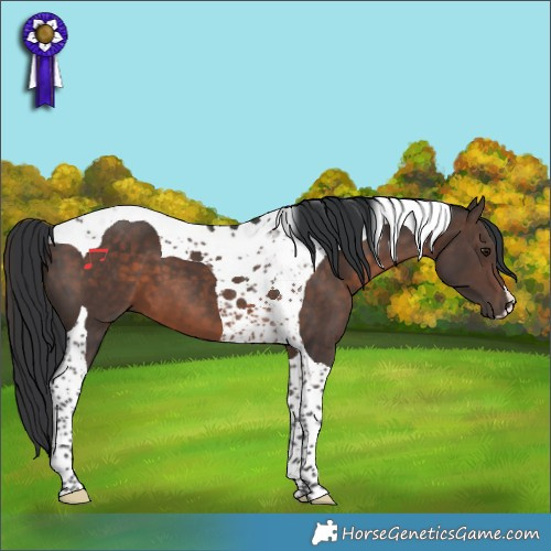 Horse Color:Brown Mushroom Tobiano 