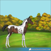 Horse Color:Brown Mushroom Tobiano 