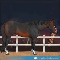 Horse Color:Bay 