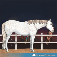 Horse Color:Red Dun Roan Splash Near Leopard Rabicano 