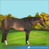 Horse Color:Buckskin Rabicano
