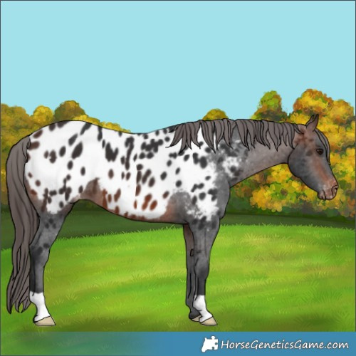 Horse Color:Brown Appaloosa 