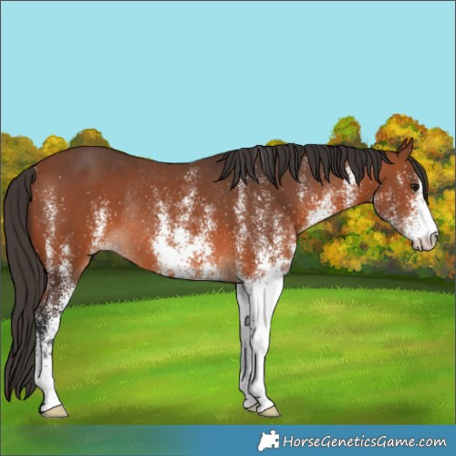 Horse Color:White Spotted Bay Rabicano 