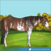 Horse Color:White Spotted Bay Rabicano 