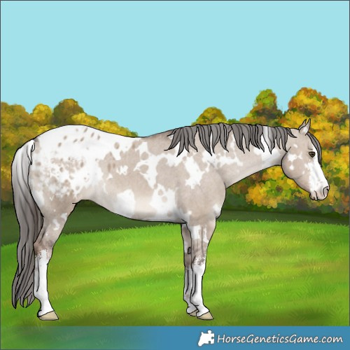 Horse Color:White Spotted Liver Red Dun Blanket 