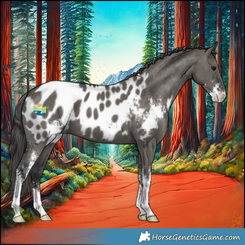 Horse Color:Grullo Sabino Blanket 