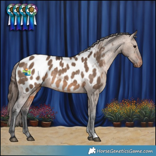 Horse Color:Bay Dun Appaloosa Rabicano 