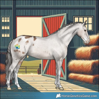 Horse Color:Liver Red Dun Sabino Appaloosa 