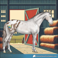 Horse Color:Liver Red Dun Sabino Appaloosa 