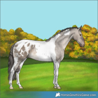 Horse Color:Brown Dun Tobiano Appaloosa Rabicano 