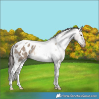 Horse Color:Brown Dun Tobiano Appaloosa Rabicano 