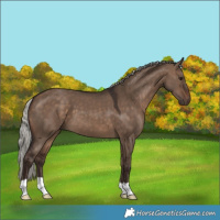 Horse Color:Silver Brown Dun 