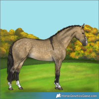Horse Color:Buckskin Dun Rabicano 