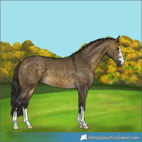 Horse Color:Buckskin Dun 