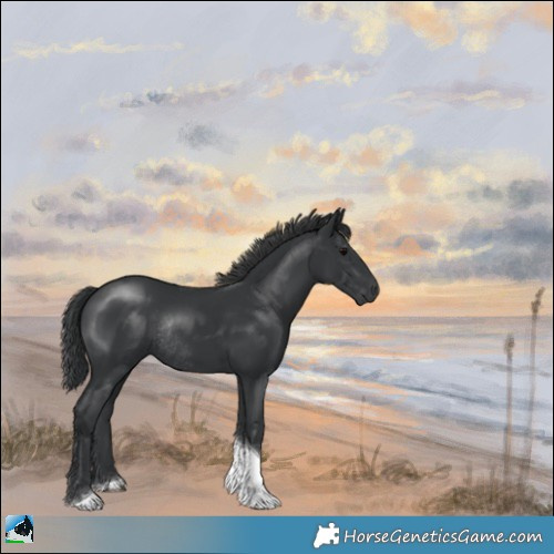 Horse Color:Platinum Black Tobiano Rabicano 
