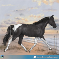 Horse Color:Platinum Smoky Black Tobiano Rabicano 