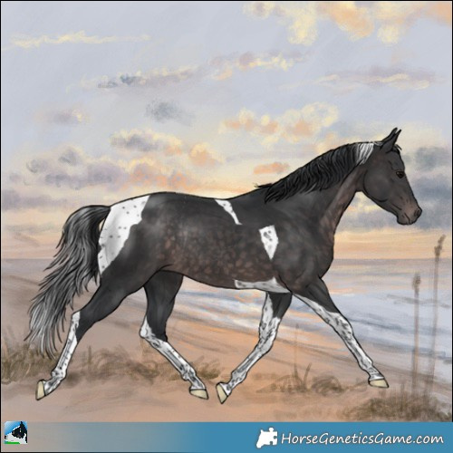 Horse Color:Platinum Brown Tobiano Rabicano