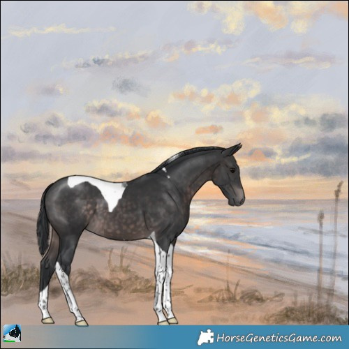 Horse Color:Platinum Brown Tobiano 